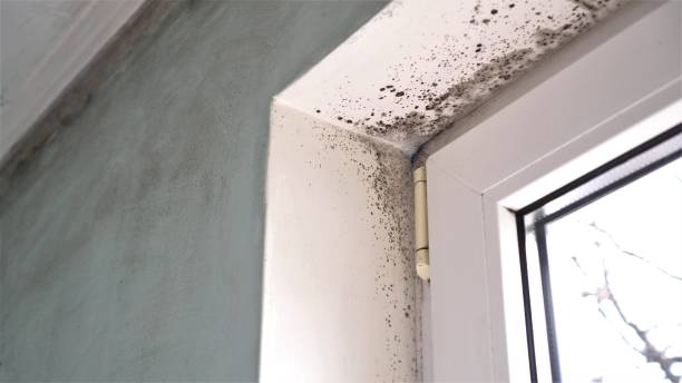 Best Mold Removal Specialists  in High Rolls, NM