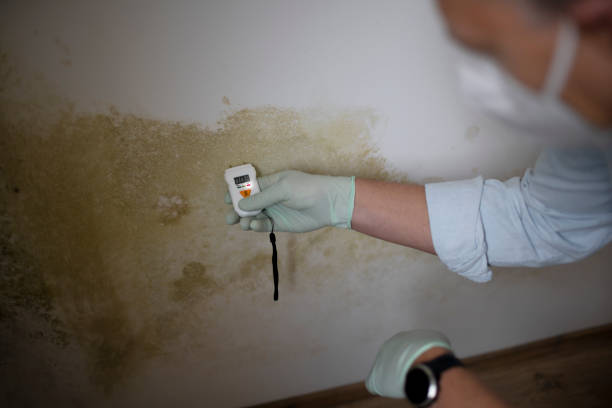 Home Mold Removal in High Rolls, NM