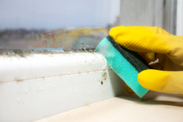 Best Local Mold Removal Service  in High Rolls, NM