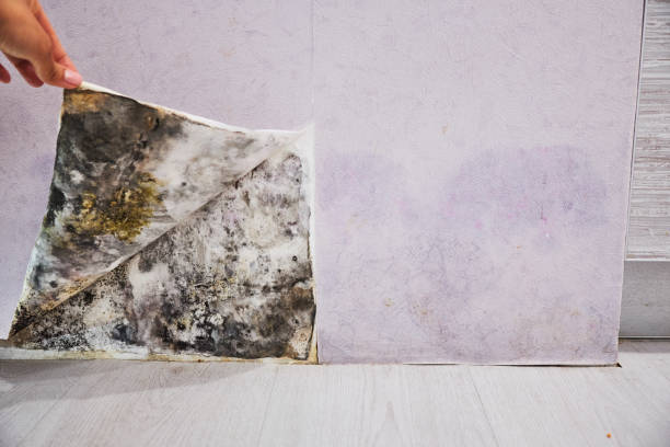Best Best Mold Removal Companies  in High Rolls, NM